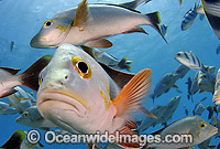 Schooling Paddletail Lutjanus gibbus Photo - MIchael Patrick O'Neill