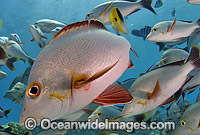 Schooling Paddletail Lutjanus gibbus Photo - MIchael Patrick O'Neill
