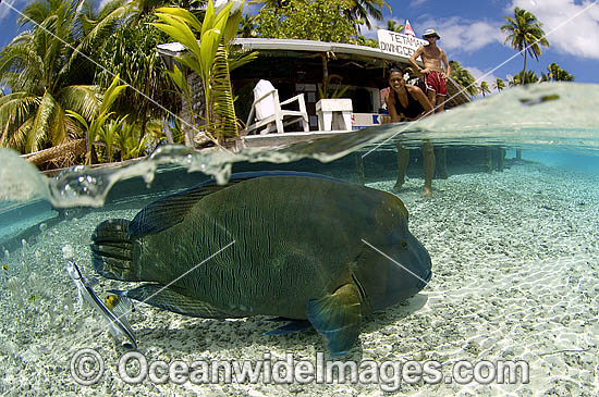 Half under over Napolean Wrasse photo Half under over Napolean Wrasse photo