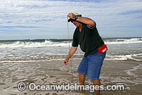 Fisherman catching Giant Beach Worm Photo - Gary Bell