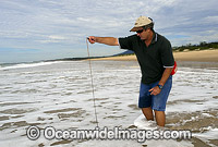 Giant Beach Worm Australonuphis teres Photo - Gary Bell