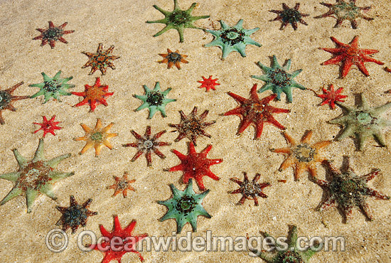 Spurred Sea Stars Patiriella calcar photo Spurred Sea Stars Patiriella calcar photo