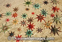 Spurred Sea Stars Patiriella calcar Photo - Gary Bell