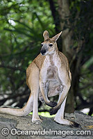 Antilopine Wallaroo Photo - Gary Bell