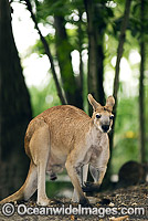Antilopine Wallaroo Macropus antilopinus Photo - Gary Bell