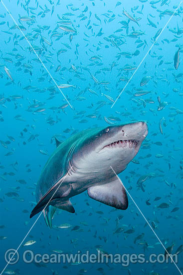Grey Nurse Shark photo Grey Nurse Shark photo