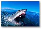 ID: 24M2644-07 - Great White Shark jaws