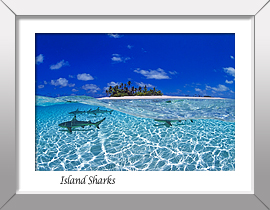 Sharks Print