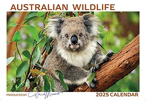 Australian Wildlife Australian Wildlife