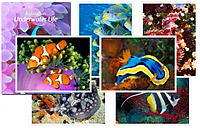Great Barrier Reef Postcards Great Barrier Reef Postcards