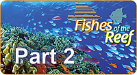 Fishes of the Reef Fishes of the Reef