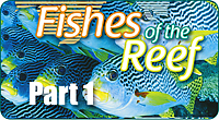 Fishes of the Reef Fishes of the Reef