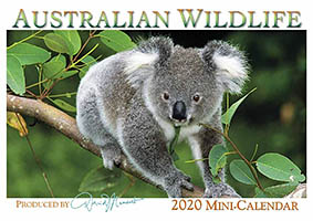 Australian Wildlife Koala Calendar Australian Wildlife Koala Calendar