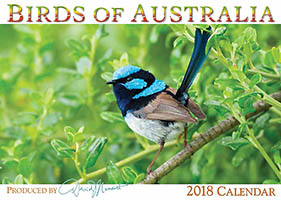 Superb Fairy Wrens Superb Fairy Wrens