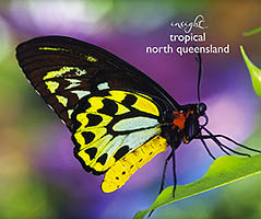 Australian Butterflies Australian Butterflies