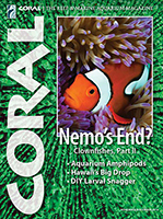 Clownfish Clownfish