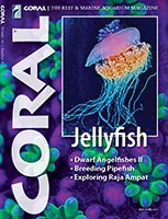Jellyfish