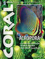 Coral Magazine Butterflyfish Coral Magazine Butterflyfish