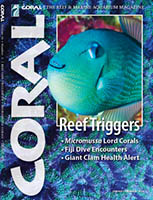 Bluethroat Gilded Triggerfish Bluethroat Gilded Triggerfish