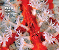 Goby on Sponge Goby on Sponge