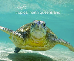 Green Sea Turtle