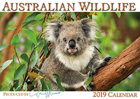 Australian Koala Australian Koala