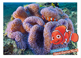 Clownfish in Anemone Clownfish in Anemone