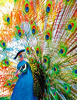 Peacock Puzzle Peacock Puzzle