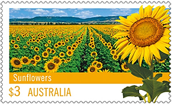 Sunflower Postage Stamp Sunflower Postage Stamp
