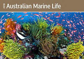 Great Barrier Reef and Fish Great Barrier Reef and Fish