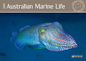 Marine Life Calendar Marine Life Calendar