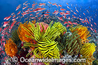 Great Barrier Reef Photos