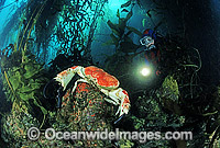 Giant king crab