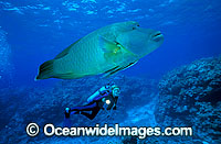 Diver with hump-head maori wrasse Cheilinus undulatus