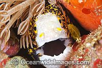 Eel being cleaned by shrimp