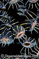 Striped catfish