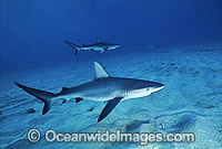 Galapagos shark Galapagos shark