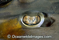 Eye of shovelnose ray