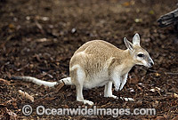 Northern Nailtail Wallaby (Onychogalea unguifera). Also known as Organ-grinder, Karrabul and Sandy Nailtail. Open woodland of Northern Australia