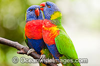 Rainbow Lorikeet grooming