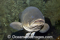 Murray Cod (Maccullochella peelii peelii). Also known as Murray Freshwater Cod, Goodoo, Greenfish and Codfish. Murray-Darling River system and region, Australia. Listed as Critically Endangered in the IUCN Red List.