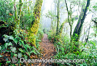 Australian Rainforest Photos