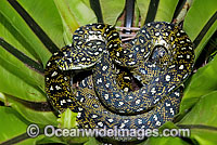 Diamond Python (Morelia spilota spilota) resting in a Birds Nest Fern. Gosford, New South Wales, Australia. Non-venomous snake. Diamond Python (Morelia spilota spilota) resting in a Birds Nest Fern. Gosford, New South Wales, Australia. Non-venomous snake.
