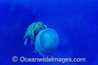 Turtle feeding on Jellyfish