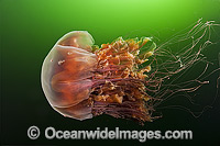 Box Jellyfish