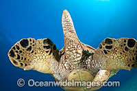 Green Sea Turtle (Chelonia mydas) showing close detail of hind flippers and tail. Found in tropical and warm temperate seas worldwide. Listed on the IUCN Red list as Endangered species.
